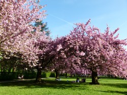 Cerisiers_en_fleurs_au_parc_de_Sceaux