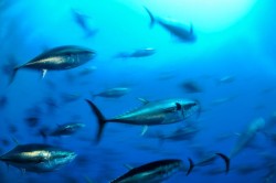 Atlantic bluefin tuna shoal, Malta